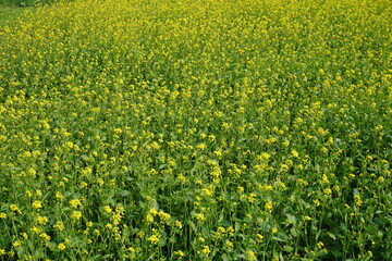 The mustard field with its yellow flowers