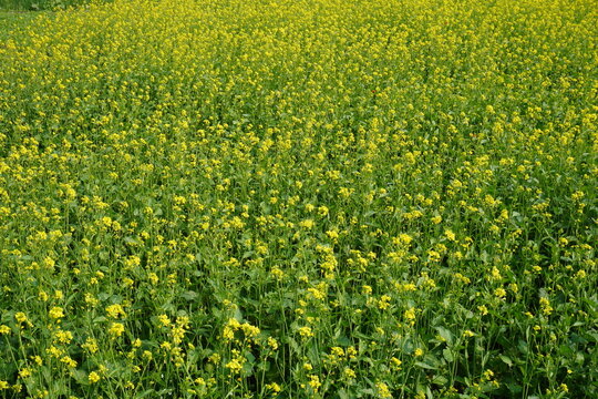 The mustard field with its yellow flowers