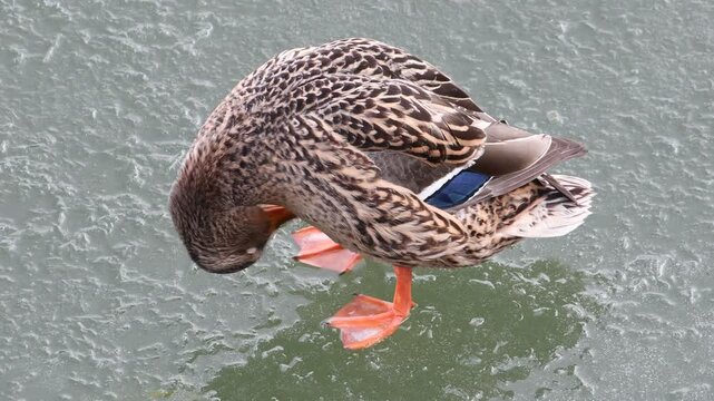 Anas Platyrhynchos, wild duck or mallard female is cleaning feathers. 