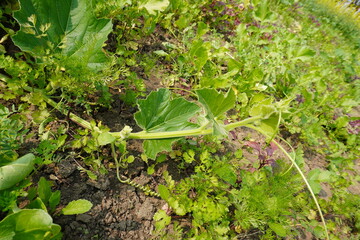 The bottle gourd plant is crawling on the ground