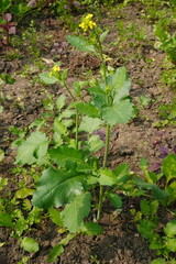 Mustard plant with its yellow flowers in close up