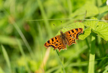 Comma butterfly at rest on green grass