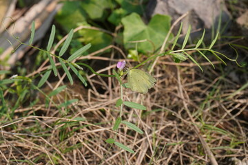 A tiny purple common vetch flower is blooming on its plant in close up with a blurry greenery background 