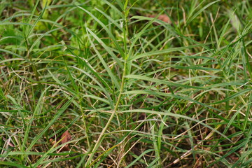 Horizontal view of Aeluropus, type of grass
