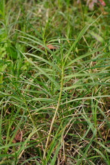 Aeluropus is a type of grass in close up