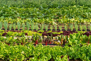 Raised garden beds with spinach plants, vegetables and green onion in community garden with...