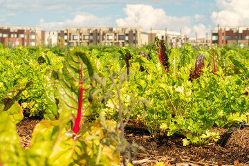 Closeup of red beet plant growing in urban garden organic soil. Urban garden in public park...