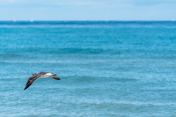 seagull in flight over ocean