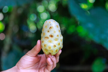 Noni, jungle fruit used in traditional medicine. It acts as anti-inflammatory, analgesic, improves the immune system, circulation.