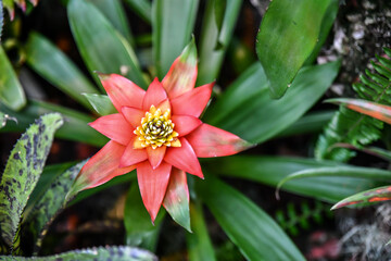 Colorful Wildflowers in bloom in Springtime