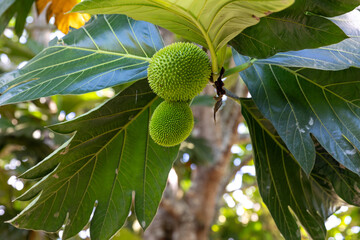 Marzipan fruit, on its tree ( Artocarpus camansi, also bread nut, moraceae, bread, artocarpus...