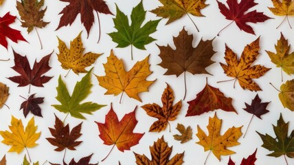 Obraz premium A collection of maple leaves in various colors and styles, with natural backgrounds, isolated on a white background