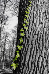 A close-up of vibrant green ivy climbing a dark gray tree trunk in a forest..