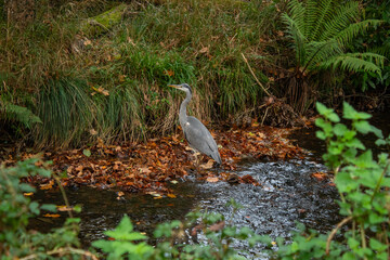 Serene autumn creek and forest scene