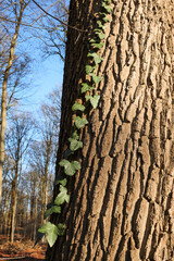 Ivy climbs a tree trunk in a forest, with vibrant green leaves against the textured bark..