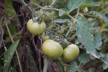 Green tomatoes on the stalk of the plant in close up