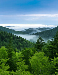 Expansive Misty Forest View © Yanna
