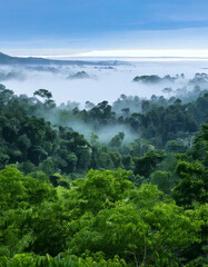 Dense Rainforest Covered in Fog