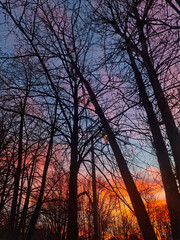 Bare Winter Trees Silhouetted Against Sunset. Silhouetted bare trees in a forest with vibrant hues of orange, pink, and blue from a dramatic winter sunset sky.