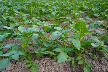 Potato plants are in the agricultural field