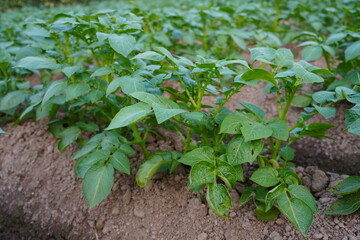Potato plants are planted in the agricultural field