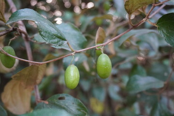 Indian jujube hanging from the stalk of the tree in close up