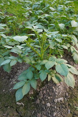 Potato plants in close up with a blurry background 