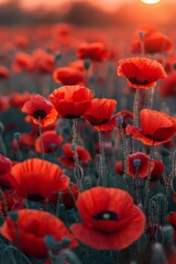 Obraz premium Red poppies bloom in a field under a glowing sunset. Concept captures nature's beauty and tranquility. For floral-themed photography displays.