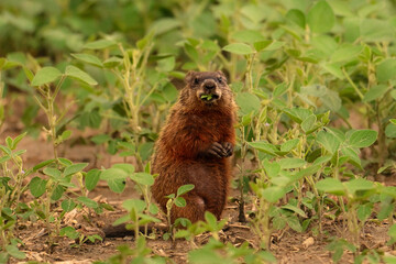 An alert cute baby groundhog sitting up on its back legs damaging crops on a bean field