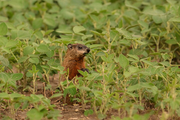 An alert cute baby groundhog sitting up on its back legs damaging crops on a bean field