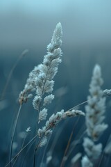 Grass stalks stand tall in a misty, blue-toned field. Concept focuses on tranquility and nature's simplicity. For calm backgrounds or nature themes.