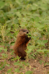 An alert cute baby groundhog sitting up on its back legs damaging crops on a bean field
