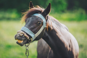 Obraz premium The face of a neighing horse close-up. Portrait of funny chestnut horse smiling happy. 