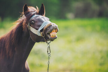 Obraz premium The face of a neighing horse close-up. Portrait of funny chestnut horse smiling happy. 