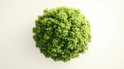 Fototapeta premium A highly detailed top-down view of a lush green tree against a plain light background, focusing on the circular crown of the tree and its natural texture. Treetop. Illustration