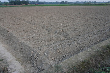 The field has been divided into rows, narrow drainage also is there for water supply