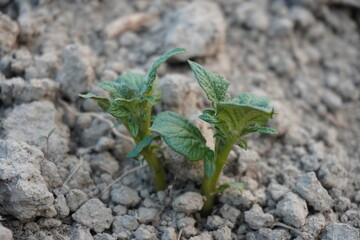 The baby potato plants just came out from the seed