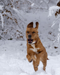 dog runing in the snow, frontal view