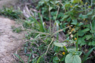 Chloris virgata, type of grass known as feather grass