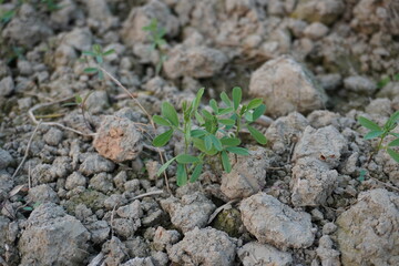 Red lentil plant sprouted from the seed in close up with a blurry background 