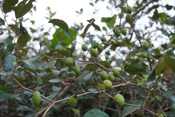 Indian jujube is hanging from the jujube plant