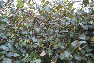 Indian jujube plant with tree full of jujube