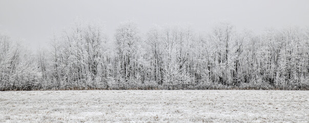 Snow on treelined landscape in winter 
