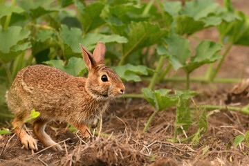 Summer scene of an Eastern Cottontrail bunny rabbit in a garden