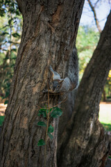 Red and Grey Mexican Squirrel in Chapultepec Park Mexico City. Wildlife in the park