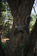Red and Grey Mexican Squirrel in Chapultepec Park Mexico City. Wildlife in the park