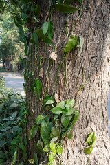Golden pothos the creeper plant is creeping over the big tree