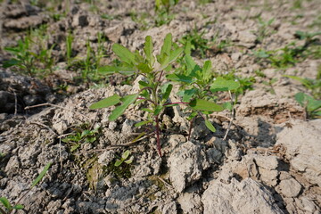Oxybasis glauca, white goosefoot plant in close up