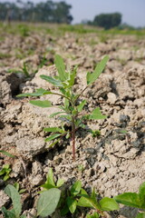 White goosefoot plant with its tiny leaves in close up with a blurry background 