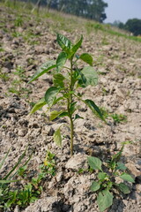 Chilli pepper plant in close up with a blurry background 